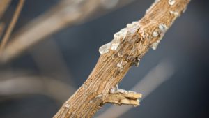 guayule plants