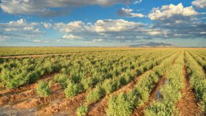 guayule plants