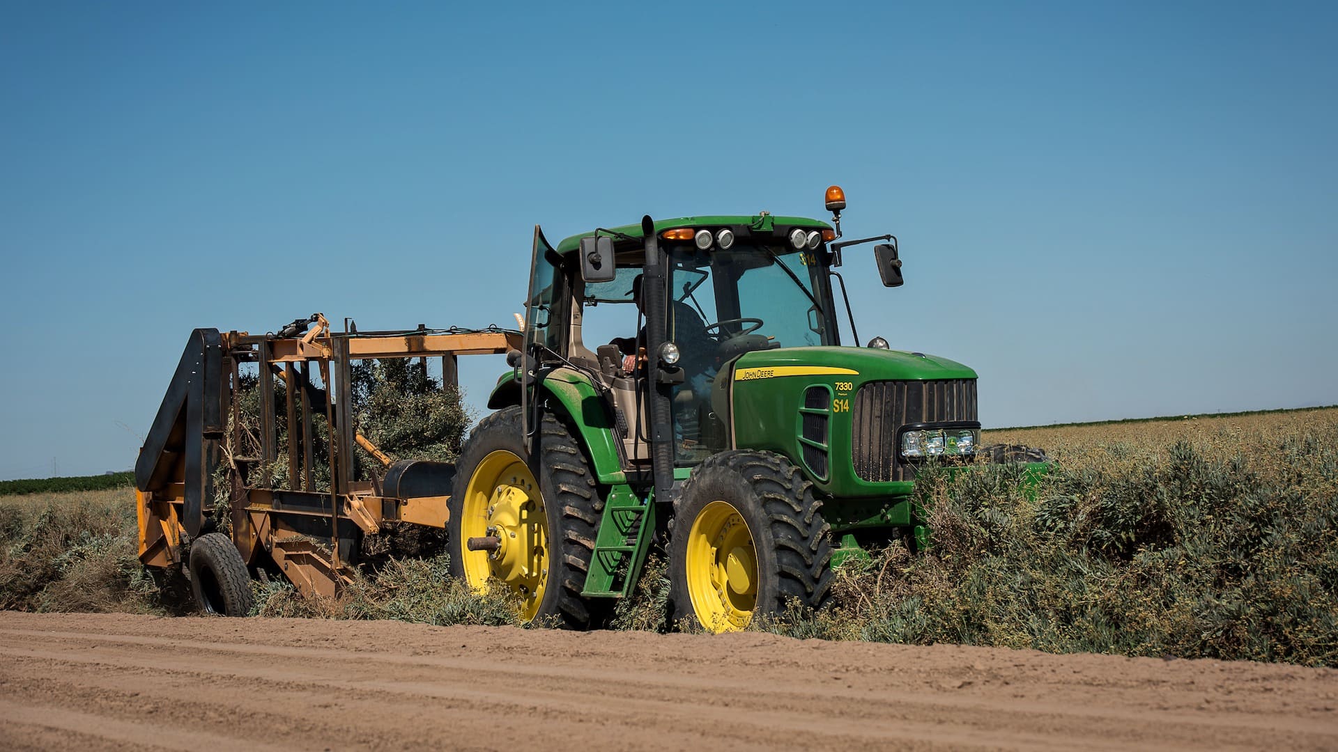 harvesting guayule plants